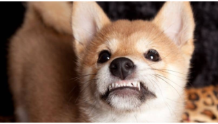 Un chien agressif regarde quelqu'un et grogne en claquant les dents