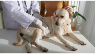 Un vétérinaire ausculte un chien Labrador victime d'un retournement d'estomac