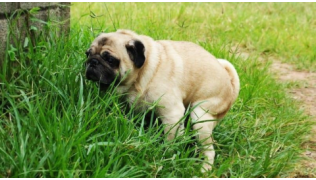 Un chien de race Carlin se frotte les fesses dans l'herbe
