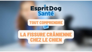 La fissure crânienne chez le chien