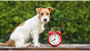 Un chien est assis en extérieur sur une planche à côté d'un réveil rouge
