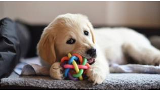 Un chiot de race Golden Retriever joue tout seul avec une balle dans son panier