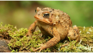 Un crapaud sur une buche de bois recouverte de mousse