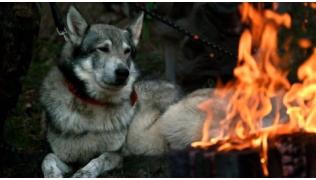 Mon chien s’est brûlé, que faire ?