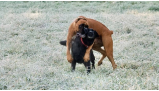 Un chien Boxer monte un de ses congénères lors d'une partie de jeu dans un pré d'herbe gelée