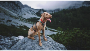 Les différents sens du chien : comment fonctionnent-ils ?