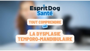 Dysplasie temporo-mandibulaire chez le chien