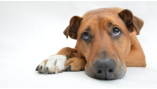 Un chien couché par terre l'air triste à cause de ses douleurs