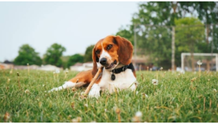 Un chien de race Beagle atteint du PICA mange un bâton couché dans l'herbe