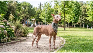 Un chien de race Chien Nu du Mexique atteint de vitiligo debout dans un parc