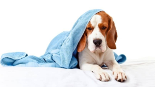 Un chien Beagle enrhumé est couché avec une couverture sur la tête