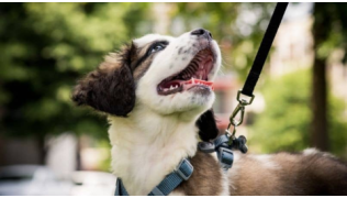 Un chiot, en train de ce sociabiliser dehors, regarde son maître