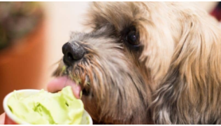 Recette de glace maison pour chien