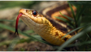 Mon chien a été mordu par un serpent : que faire ?