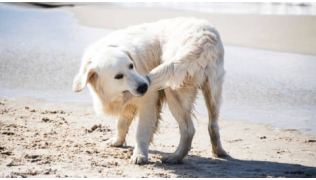 Un chien Montagne des Pyrénées se mord la queue et tourne sur lui-même