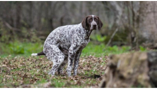 Troubles intestinaux du chien : diarrhée et constipation