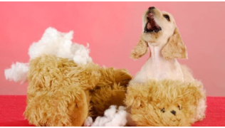 Un chiot de race Cocker a détruit une peluche et aboie