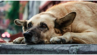 Un chien en dépression couché sur le sol