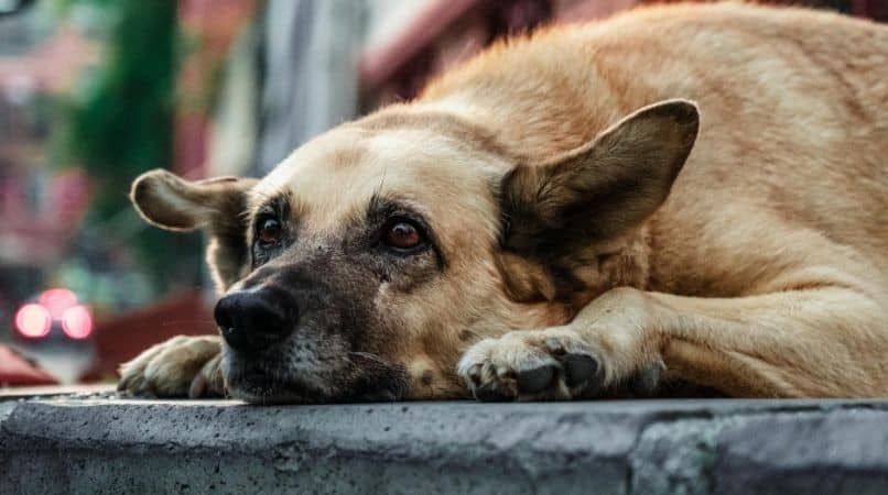 La dépression chez le chien : comment la reconnaître ?