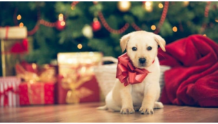 Oui, un chiot peut être offert à Noël !