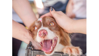 Adopter un chien en refuge : ce qu’il faut savoir