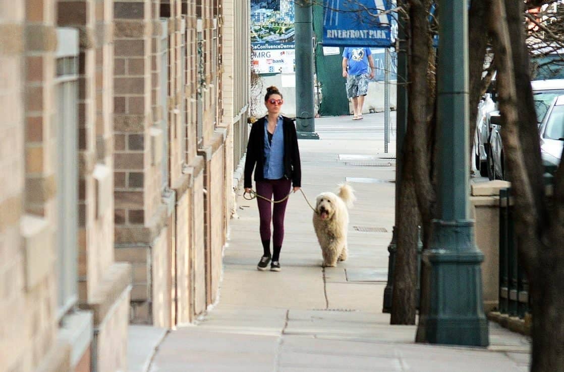 Promener son chien le tue plus vite !