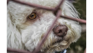 Comment abandonner son chien ? (ou plutôt comment ne pas en arriver là)