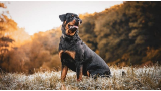 Loi chiens catégorisés : est-elle absurde ou bien faite ?