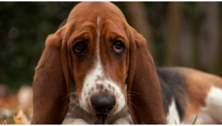 Un chien Basset Hound en détresse acquise est couché par terre avec un air triste