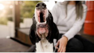 Un chien agressif aboie sur quelqu'un devant sa maîtresse