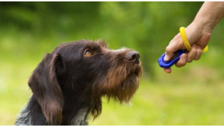 Un maîtresse éduque son chien de chasse avec un clicker dans un parc