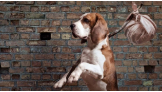 Un chien de race Beagle fugue et part avec son baluchon devant un mur en pierres