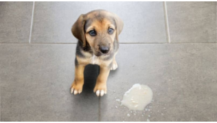 Vomissement chez le chien : que faire ?