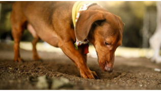 Un chien de race Teckel creuse un trou dans le sol