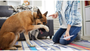 Un chien se fait punir par sa maîtresse après avoir fait une bêtise et se cache les yeux avec sa patte