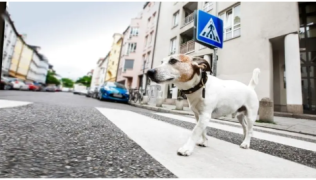 Un chien Jack Russel marche en ville avec un comportement parfait