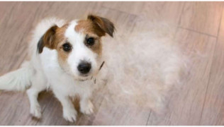 Pourquoi mon chien perd ses poils ?