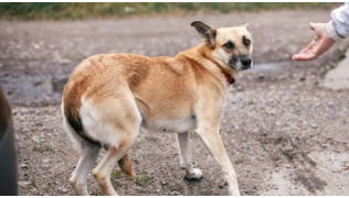 Un chien qui a peur de tout recule alors que quelqu'un lui tend la main