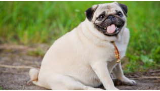 L’obésité chez le chien