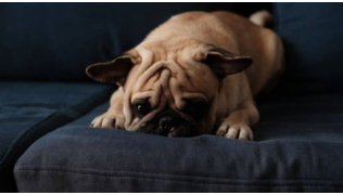 Un chien Carlin brachycéphale est couché sur un coussin