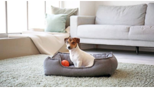 Un chien de race Jack Russel est assis dans son panier dans le salon avec sa balle