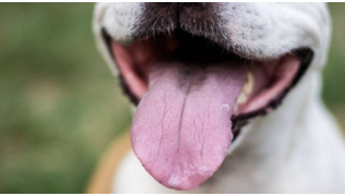 Pourquoi mon chien a mauvaise haleine ?