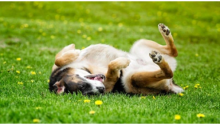 Un chien Berger Australien se roule dans de la crotte dans l'herbe
