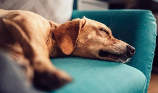 Un chien de race Labrador éduqué pour être calme dort tranquillement sur un canapé