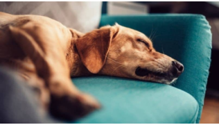Un chien de race Labrador éduqué pour être calme dort tranquillement sur un canapé