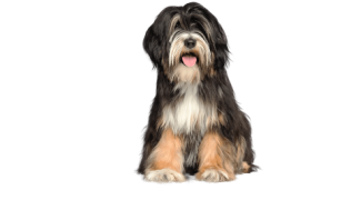 Le Terrier Tibétain : un chien dynamique et courageux