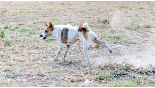 Un chien fait le taureau dans l'herbe dans un pré