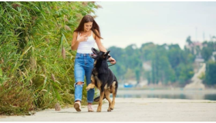 Un chien e race dBerger Allemand marche en écoutant attentivement sa maîtresse