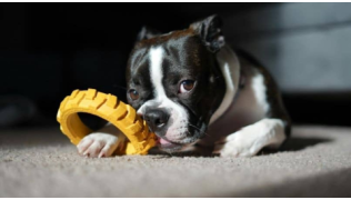 Un chien Boston Terrier joue avec son jouet d'occupation couché sur un tapis