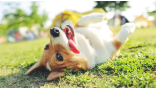 Un chien Corgi joue sort et joue dehors pendant la chaleur de l'été